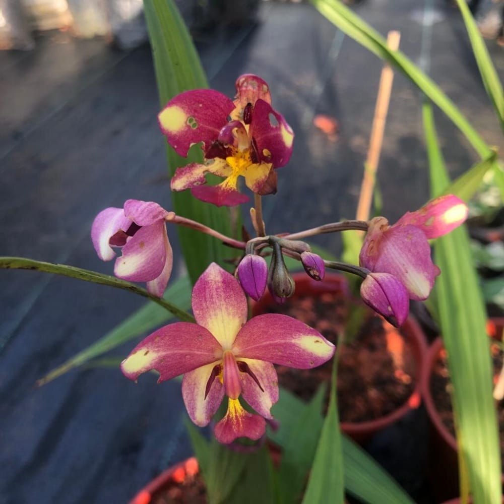 Ground Orchid Yellow Pink | Pokok Orkid Pinang Bunga Merah Jambu Dan Kuning