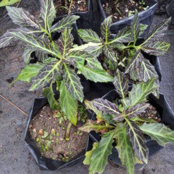 Gynura Pseudochina Sapling | Anak Pokok Sambung Nyawa Batik