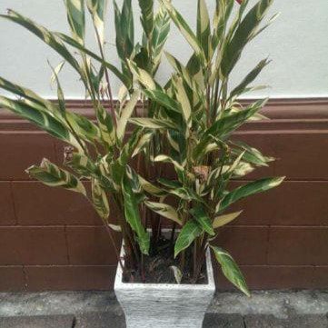 Heliconie Psittacorum 'Lady Di' | Heliconia Batik