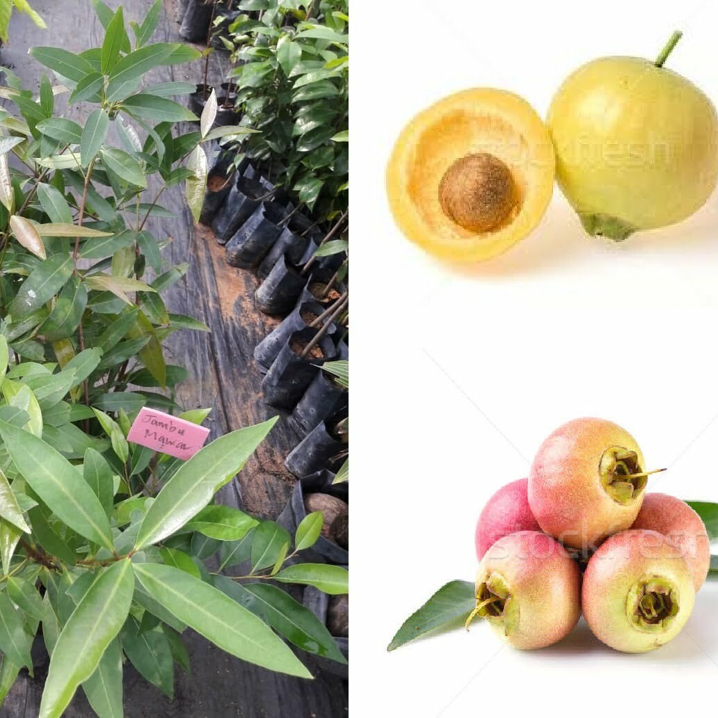 Jambu Ros |Mawar Buah Kuning
