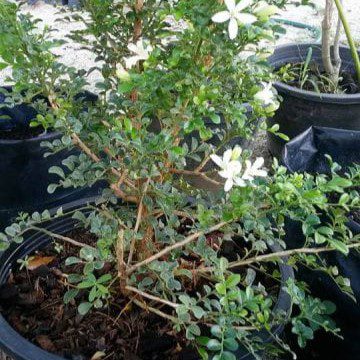 Jasmin Bunga Kecil 3