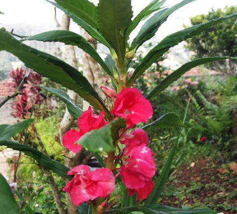 Keembong Merah