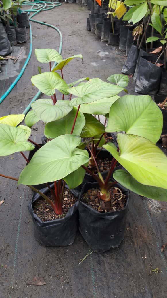 Kemoyan Merah 2