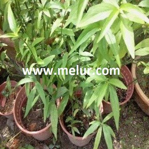 Keratan Batang Belalai Gajah (Snake Grass)