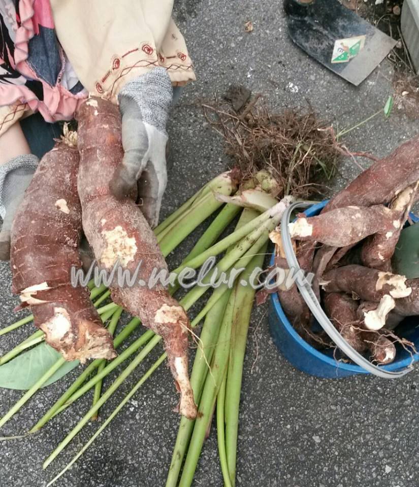 Keratan Batang Ubi Kayu Kuning (10 Keratan)