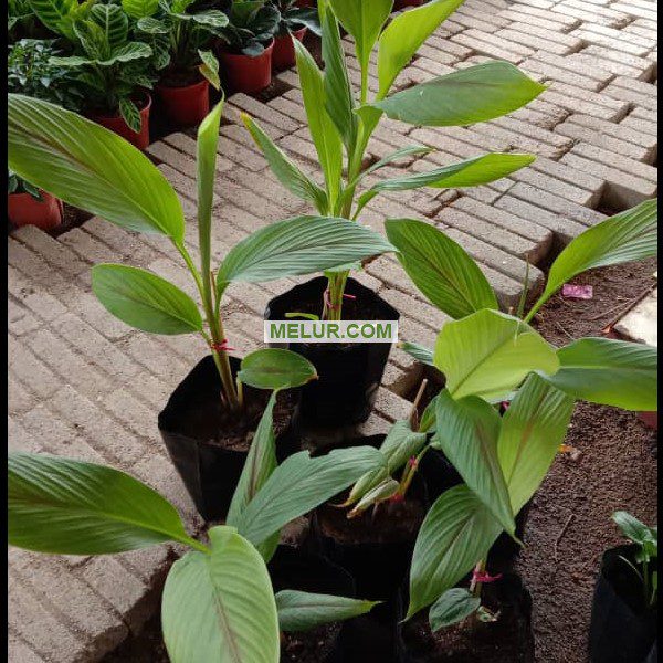 Kunyit Hitam Malaysia | India (Kali Haldi) | Curcuma Caesia Polibag 5X5