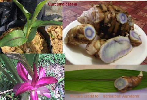 Kunyit Hitam Malaysia | India (Kali Haldi) | Curcuma Caesia