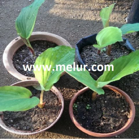 Kunyit Hitam Thailand (Kaempferia Parviflora)