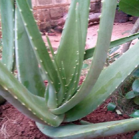 Lidah Buaya Besar