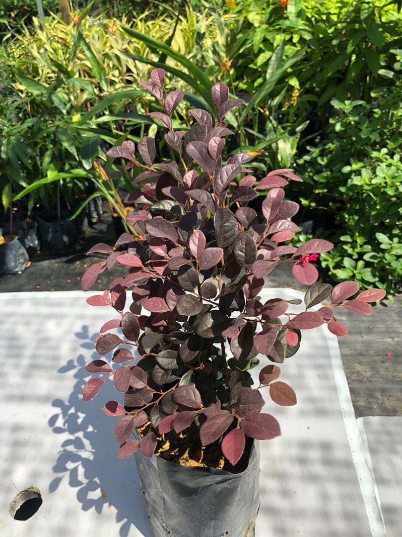 Loropetalum | Kesinai Merah (15 X 17)