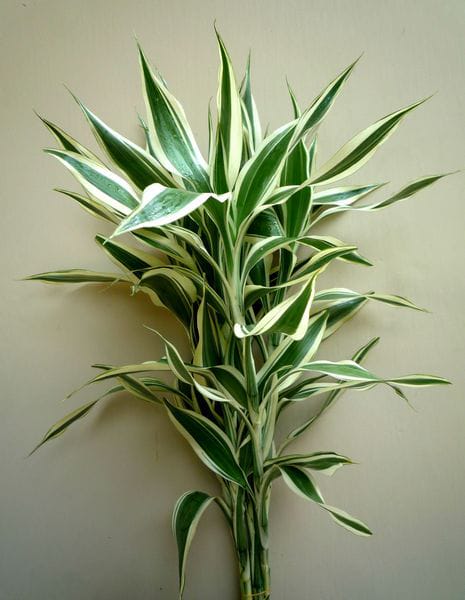 Lucky Bamboo Variegated
