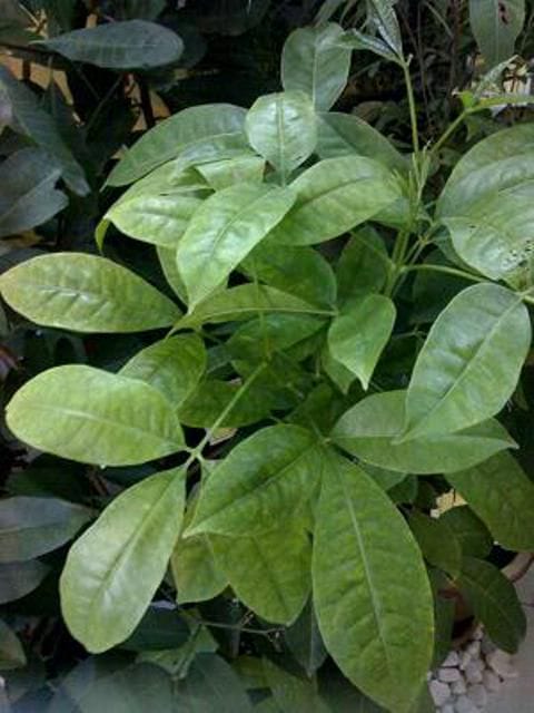 Melicope Pteleifolia Plant Sapling | Anak Pokok Tenggek Burung