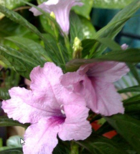 Mexican Petunia Pink Flower Plant | Anak Pokok  Bunga Mexican Petunia Bunga Merah Jambu