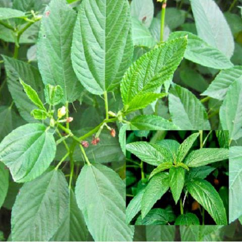 Mulukhiyyah Sapling | Anak Pokok Bayam Arab