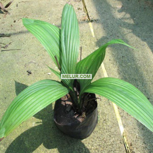 Nak Pokok Lemba |Pinang Puyuh | Nyor Lember | Cucurligo Latifolia Sapling | Saiz Kecil