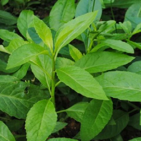 Nautilocalyx Lynchii Plant Sapling | Anak Pokok Sambung Nyawa Hitam
