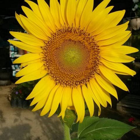 Oil Sunflower Seeds | Biji Bunga Matahari