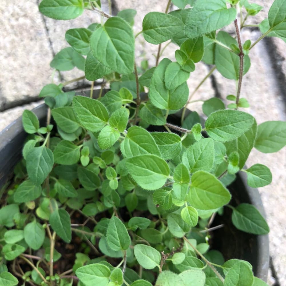 Origanum Vulgare Plant | Anak Pokok Greek Oregano