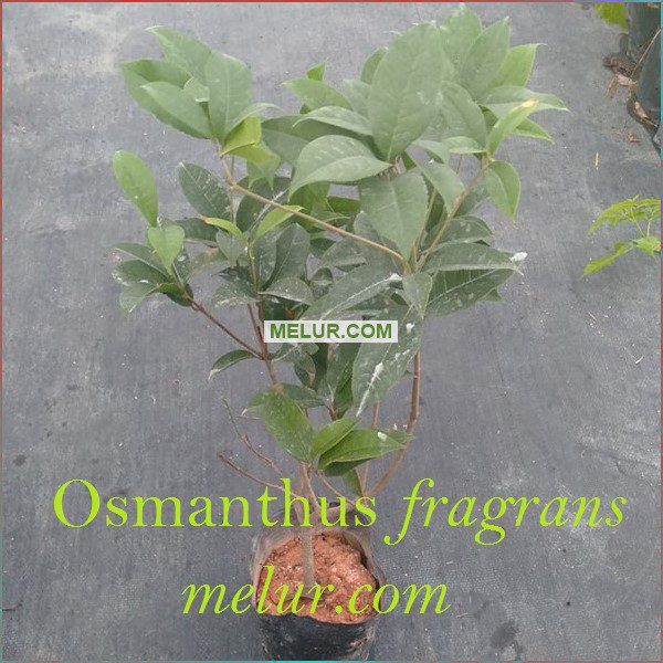 Osmanthus Fragrans Sapling | Anak Pokok Osmanthus