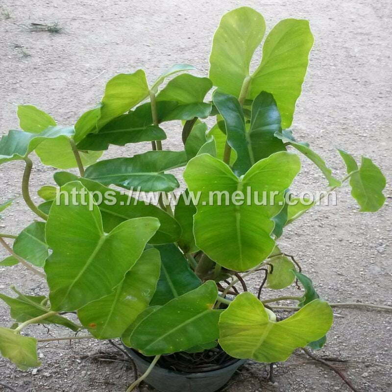 Philodendron burle marx cutting / Keratan pokok Philodendron burle marx