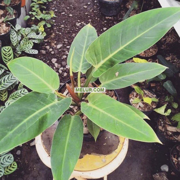 Philodendron Congo Green Live Plant