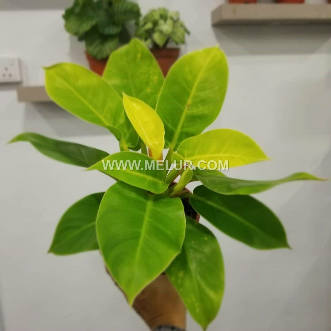 Philodendron Eurebescen |Malaygold