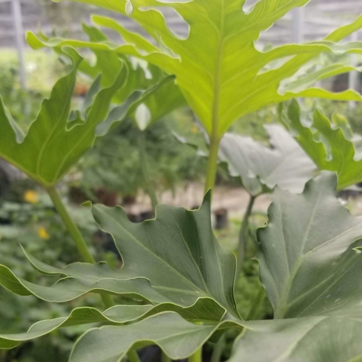 Philodendron selloum "Hope"