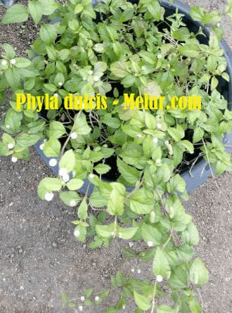 Phyla Dulcis Plant Sapling | Anak Pokok Rose Stevia (Daun Manis)