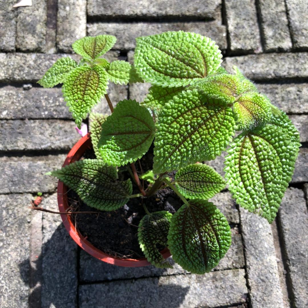 Pilea Mollis Live Plant | Pokok Hiasan Lumut Hijau