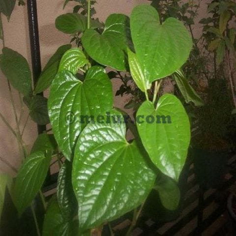 Piper Sarmentosum Plant Sapling |  Anak Pokok Kaduk |Daun Miaeng Kam