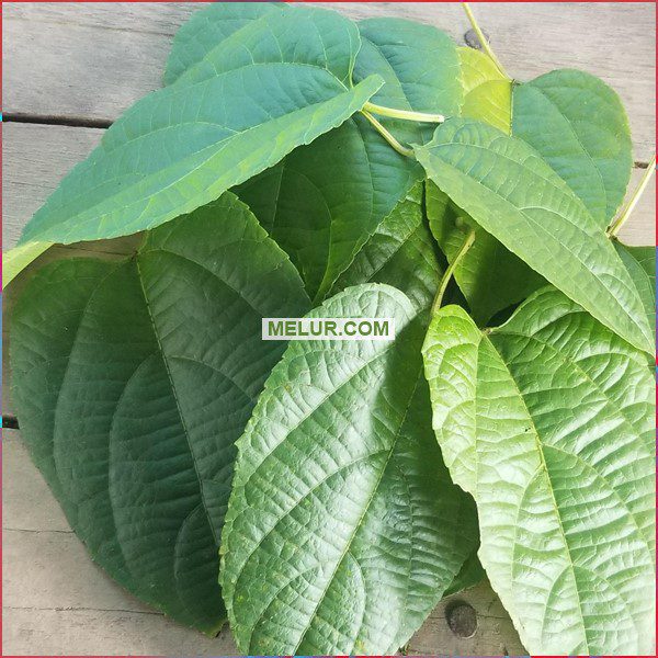 Plukenetia Volubilis Sapling | Anak Pokok Kacang Sacha Inci