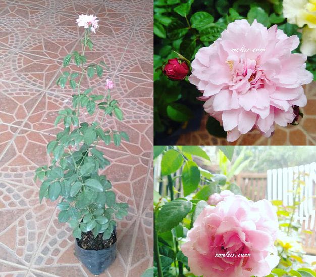 Pokok Bunga Rose Damask Merah Jambu (Pink Damask)