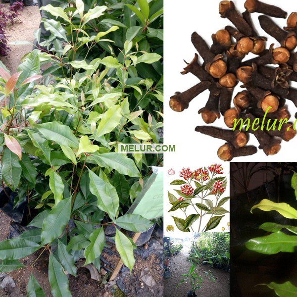 Pokok Cemgkih Polibag 20X20