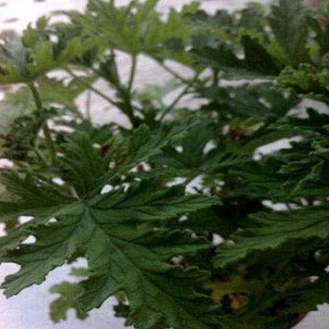 Pokok Halau Nyamuk Jermin |Jari Lima