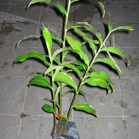 Pokok Halia Bara