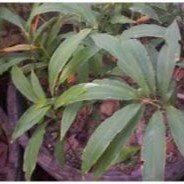 Pokok Halia