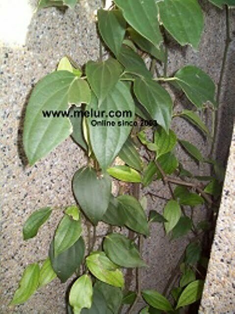 Pokok Lada Hitam Buah Besar