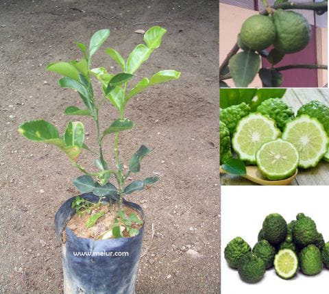 Pokok Limau Purut Kampung