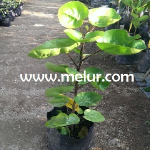 Pokok Puding Mangkuk