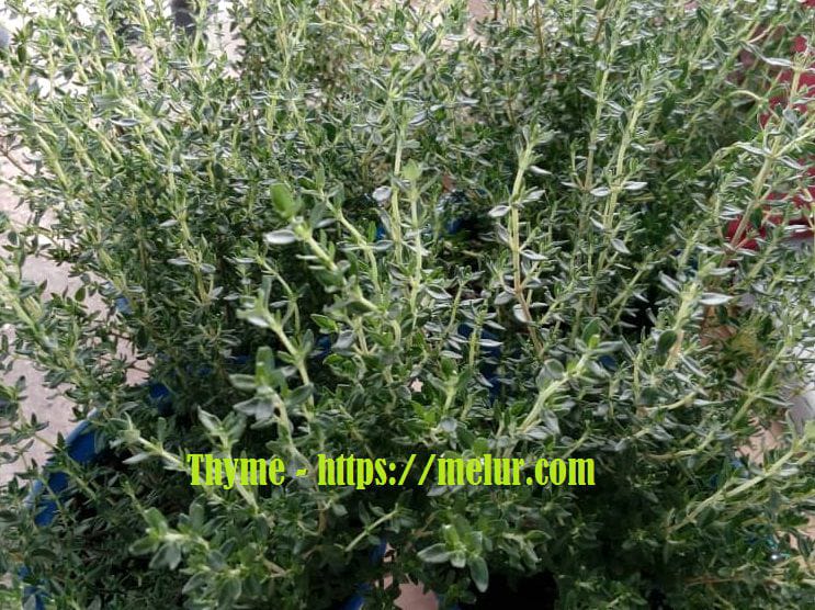 Pokok Thyme 150 Ml