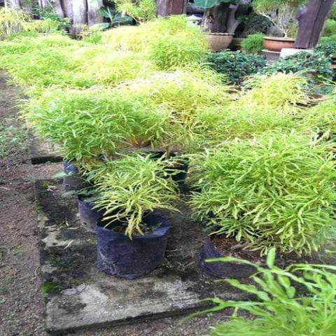 Pokok Tong Emas
