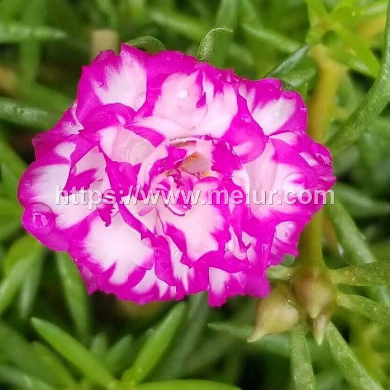 Portulaca grandiflora (Irin) Cutting / Keratan bunga Ros Jepun jenis irin