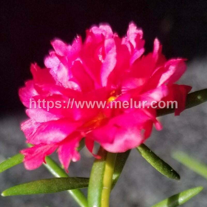Portulaca grandiflora (Red Rose) Cutting / Keratan bunga Ros Jepun  jenis ros/carnation warna merah