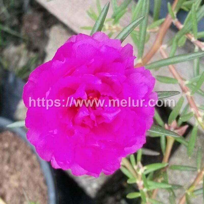 Portulaca grandiflora (shocking pink rose) Cutting / Keratan bunga Ros Jepun jenis ros/carnation warna shocking pink