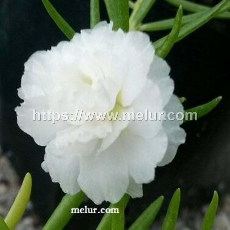 Portulaca grandiflora (White Rose) Cutting / Keratan bunga Ros Jepun jenis carnation/ros warna putih