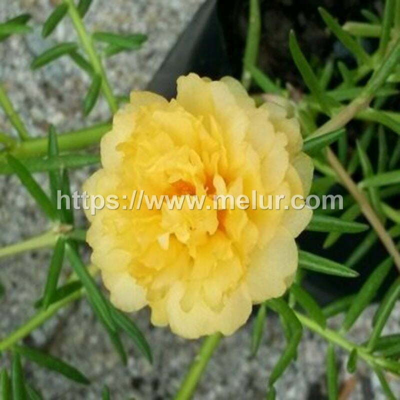 Portulaca grandiflora (Yellow Rose) Cutting / Keratan bunga Ros Jepun jenis ros/carnation warna kuning