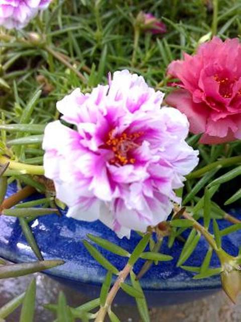 Portulaca Japanese  Moss Rose Plant | Pokok Ros Jepun  Dalam Pasu Plastik Gafri 150Ml