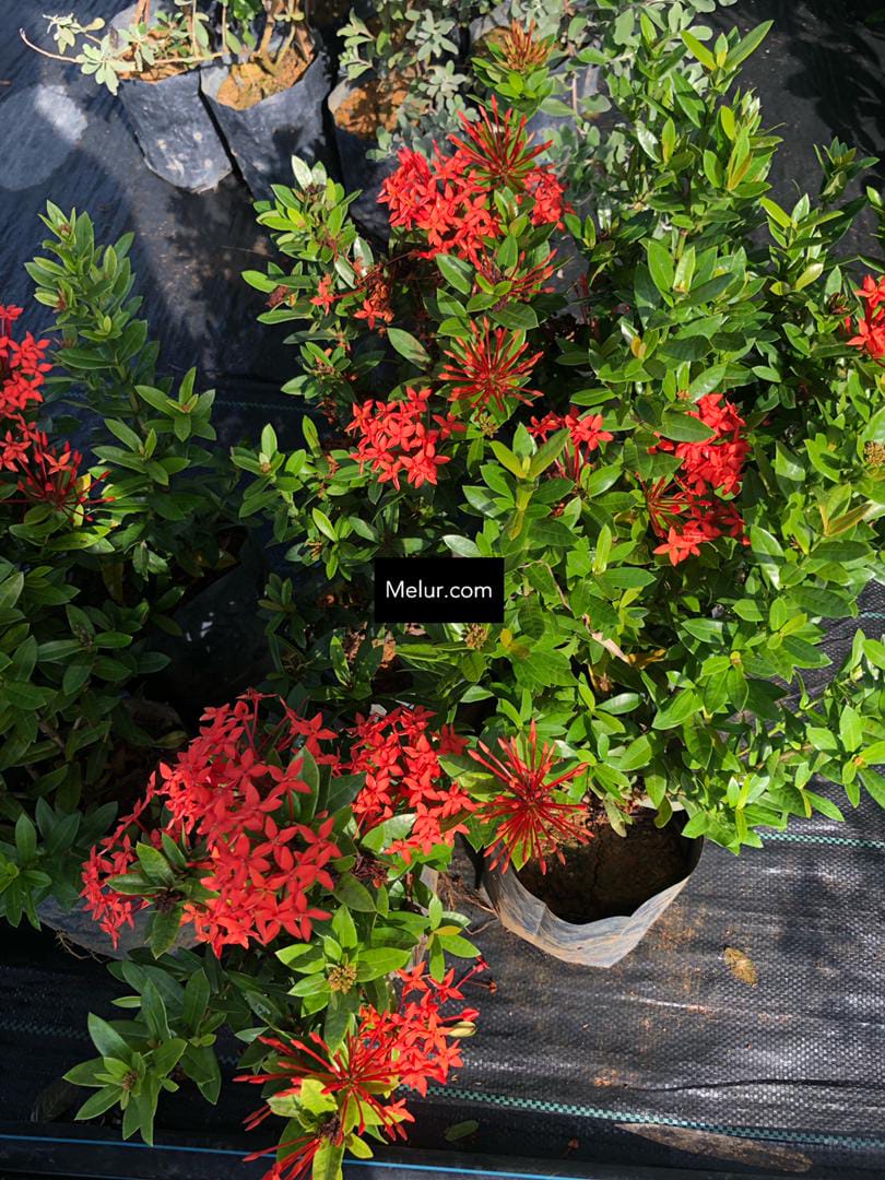Red Dwarf Ixora  Plant | Pokok Siantan Merah Daun Kecil
