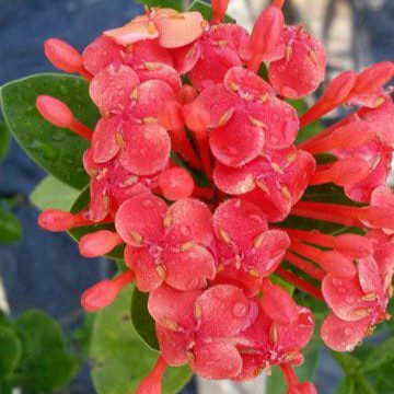 Red Ixora |Ixora Merah Daun Bulat