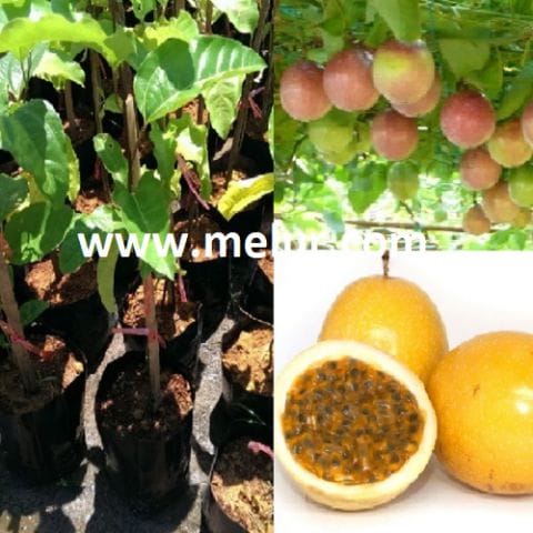Red Passion Fruit Sapling | Anak Pokok Markisa Merah